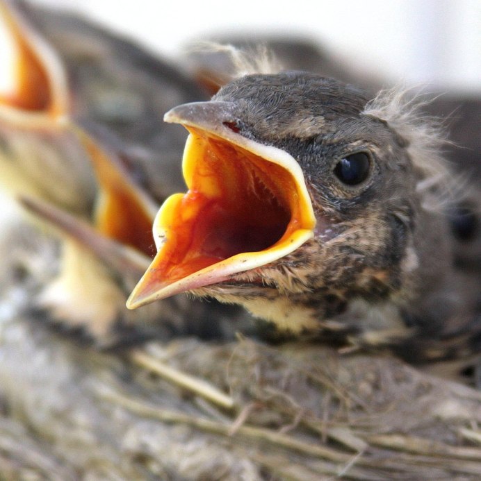 Птенец серый с желтым клювом