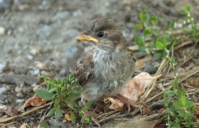 Птенец синицы