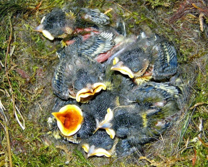 Мадагаскарская Кукушка птенец