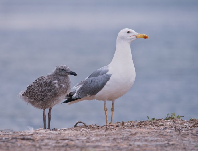 Птенцы в гнезде