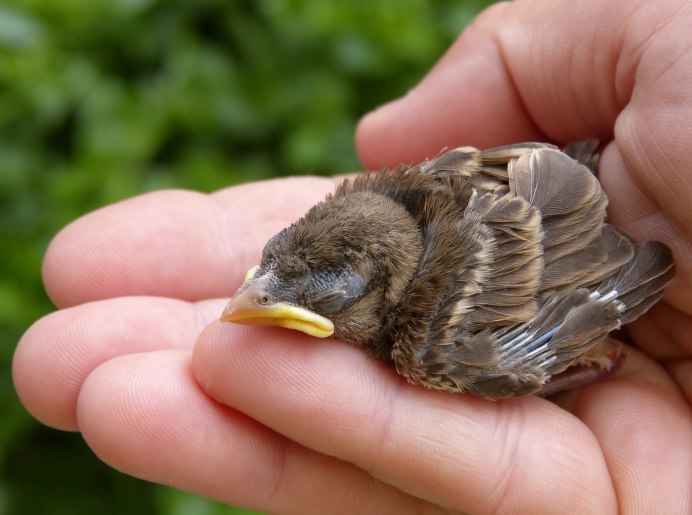 Стриж птенец желторотик