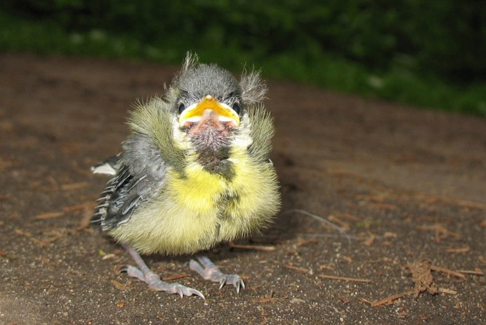 Птенец синицы