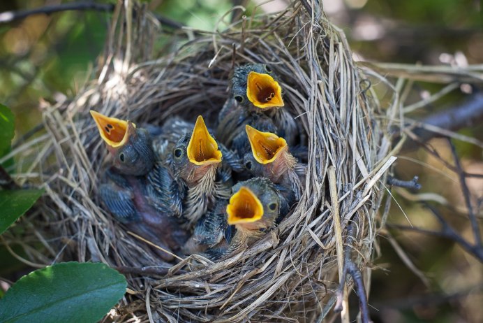 Кукушонок желторотик