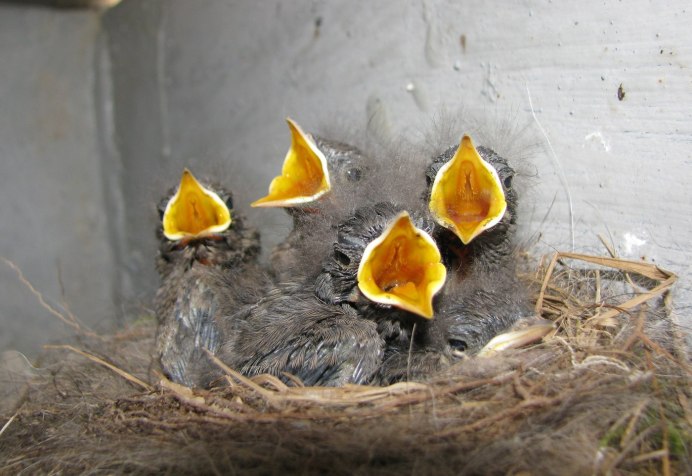 Сокол Сапсан птенец