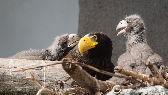 Большие птенцы