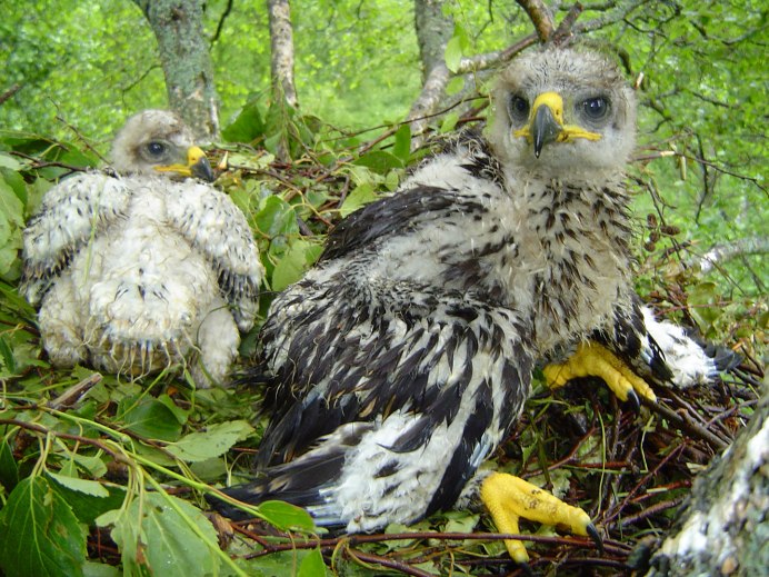 Желторотик птица птенец