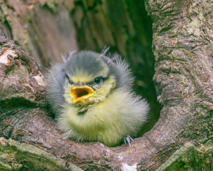Чернозобый Дрозд птенец