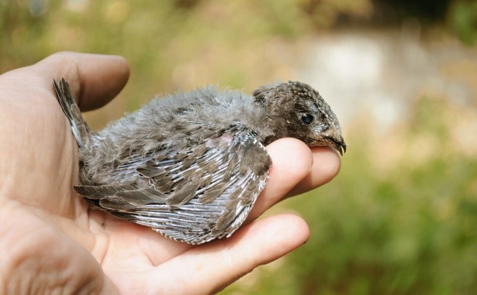 Птенец воробья слеток