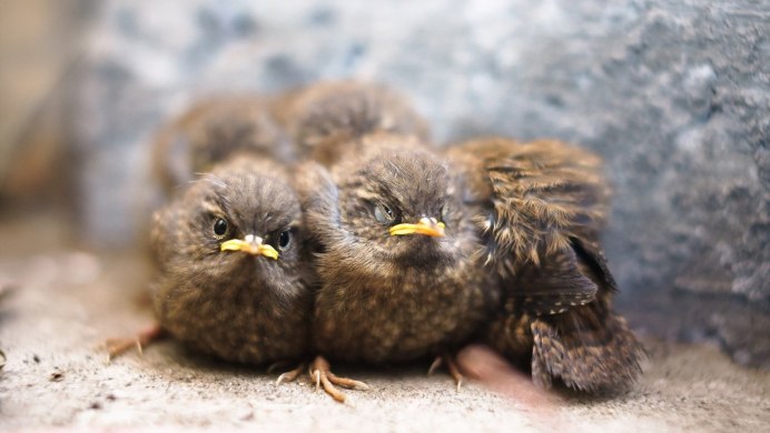 Птенец зяблика