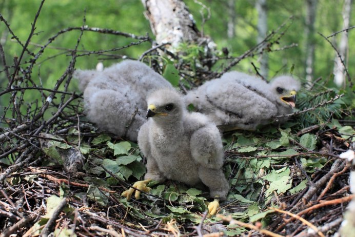 Птенец желторотик