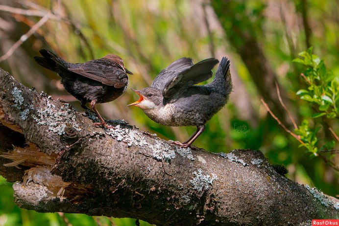 Утка длинноносый крохаль птенец