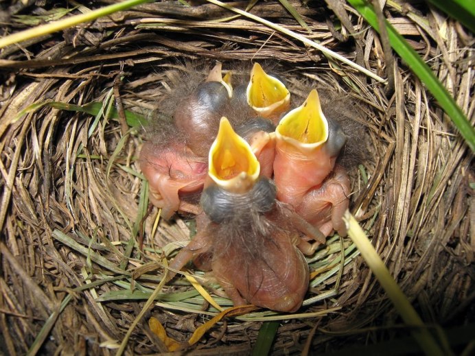 Африканский венценосный Орел