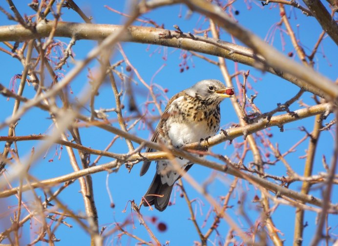 Рябинник (turdus pilaris
