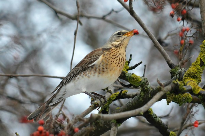 Рябинник (turdus pilaris