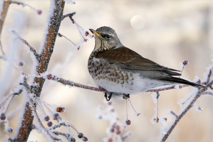 Дрозд рябинник Fieldfare turdus pilaris