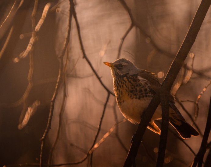 Рябинник (turdus pilaris l.)