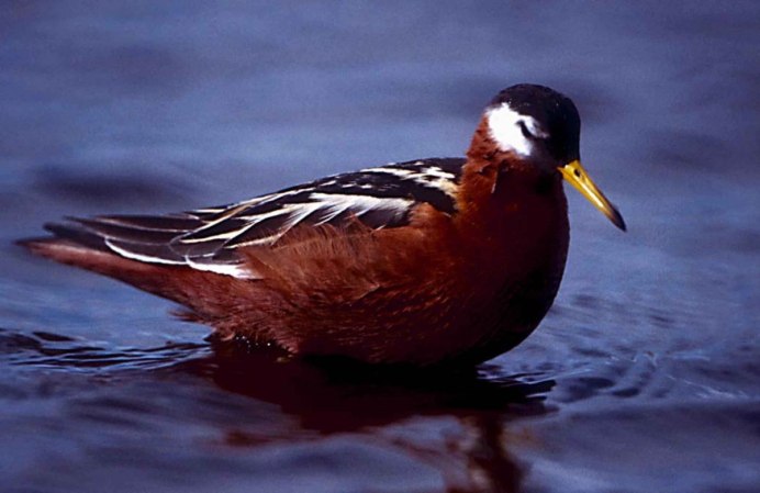 Phalaropus Tricolor