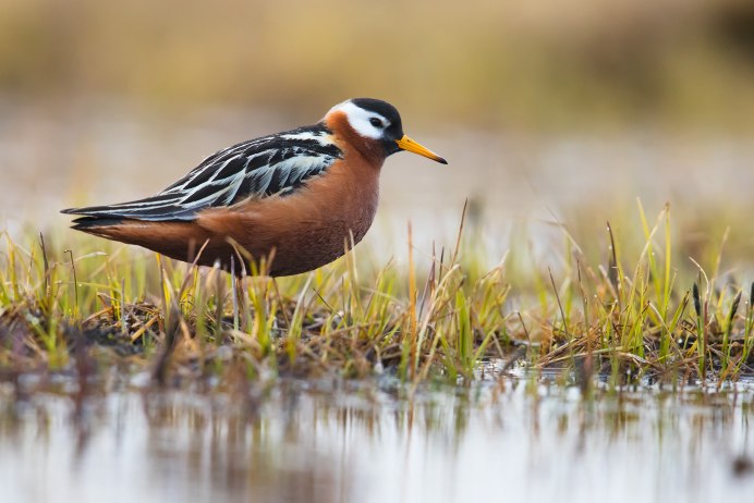 The Red Phalarope or Grey Phalarope (Phalaropus fulicarius)