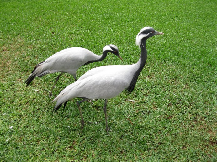 Серый журавль Grus Grus