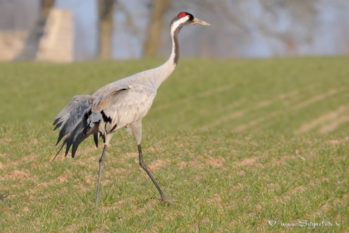 Ciconia Ciconia