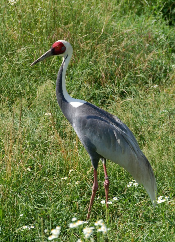 Серый журавль (Grus Grus (l.)