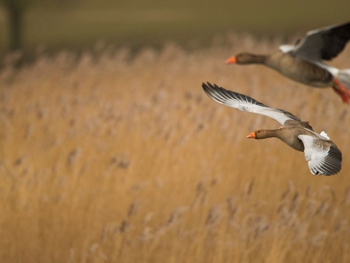 Flying Goose