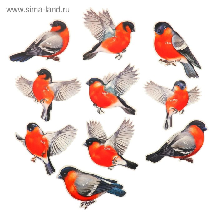 Снегирь самец и самка на белом фоне