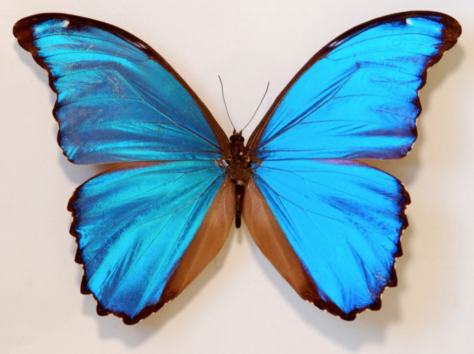 Голубой Морфо (Blue Morpho)