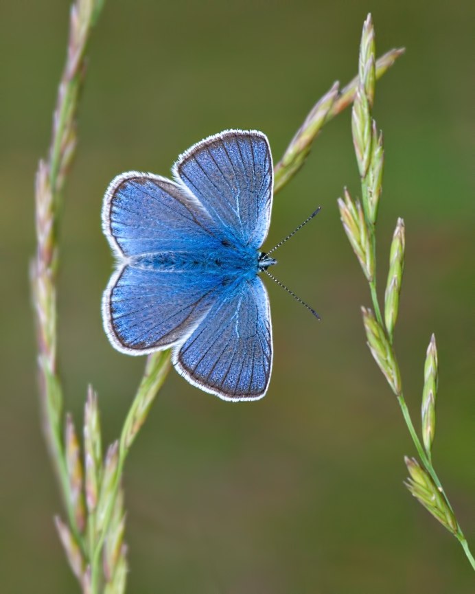 Морфо Пелеида Morpho peleides