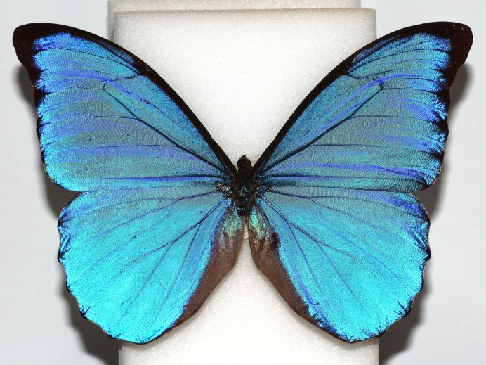 Бабочка бирюзового цвета