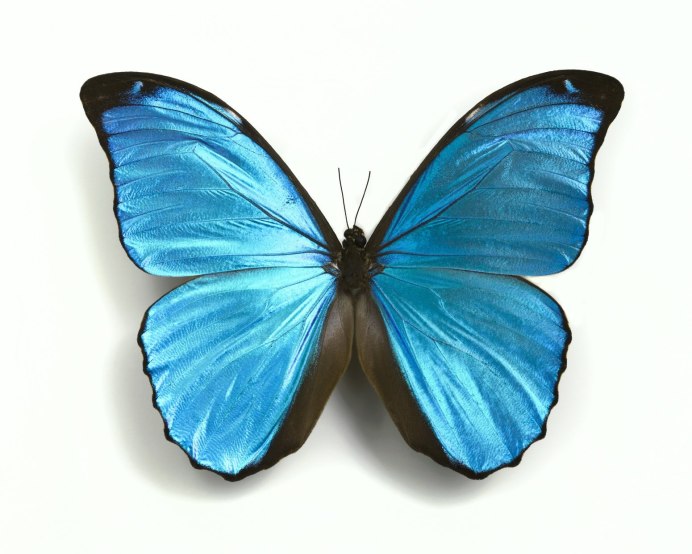 Голубая Морфо бабочка