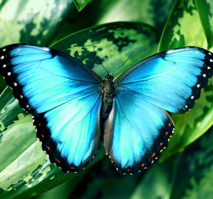 Бабочки фиолетово голубые