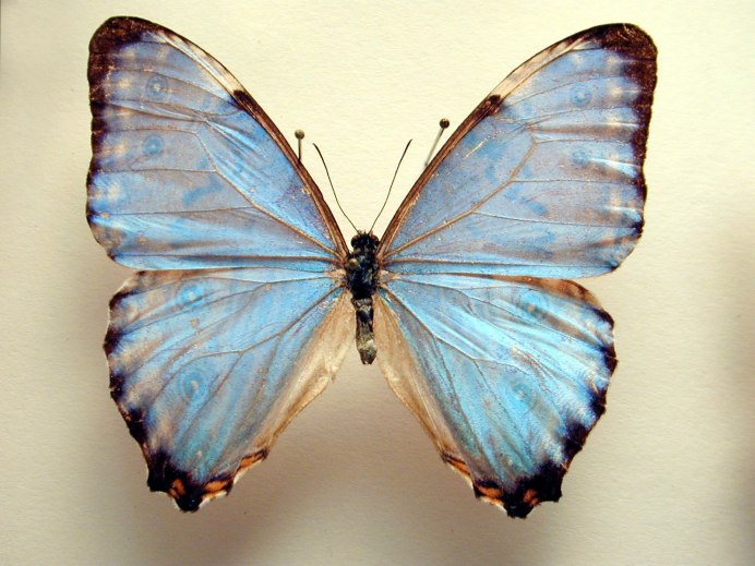 Morpho CYPRIS