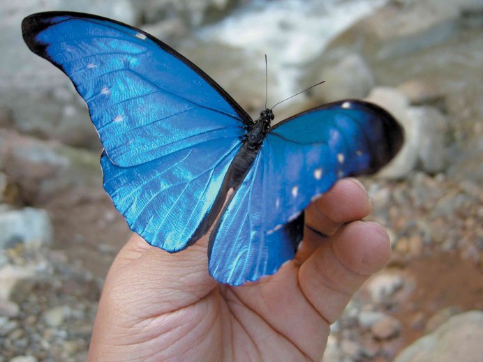 Бабочка синяя МОРФА