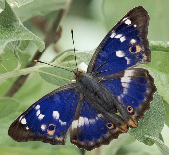 Бабочка голубянка