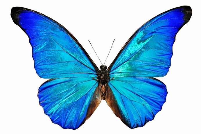 Голубянка Осирис