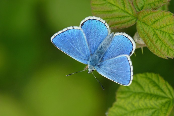 Синяя бабочка