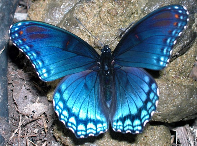 Morpho Aurora