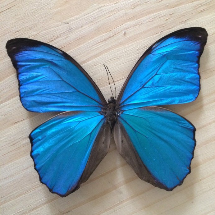 Morpho Anaxibia