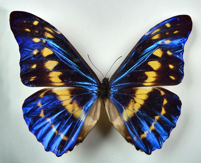 Papilio Ulysses бабочка