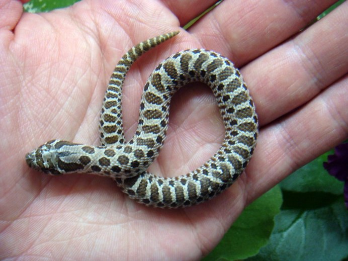 Heterodon nasicus