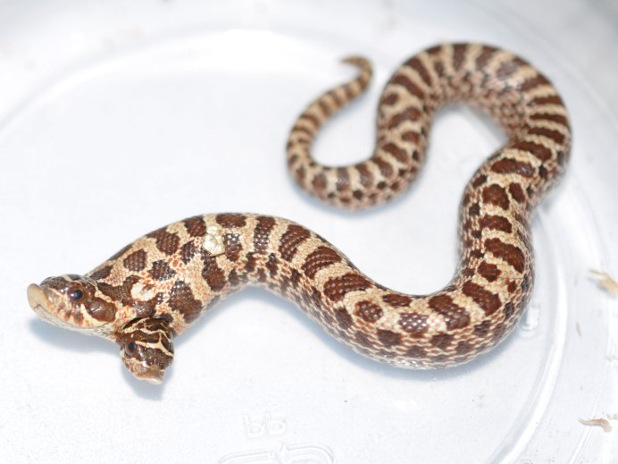 Heterodon nasicus Albino