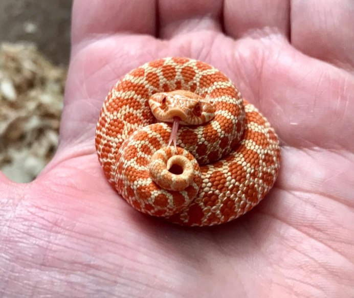 Hognose змея