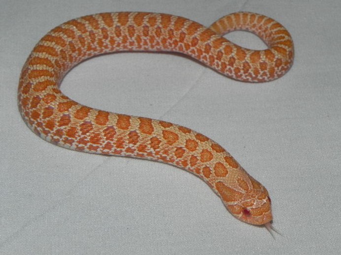 Heterodon nasicus Albino