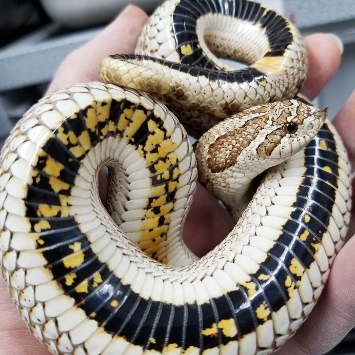 Hognose Snake