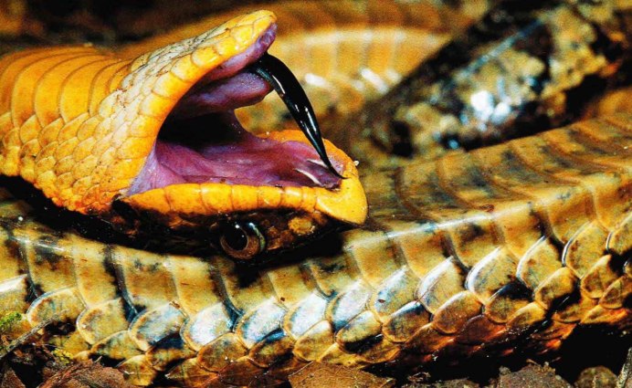 Heterodon nasicus