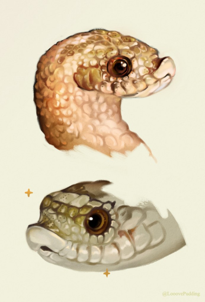 Heterodon nasicus