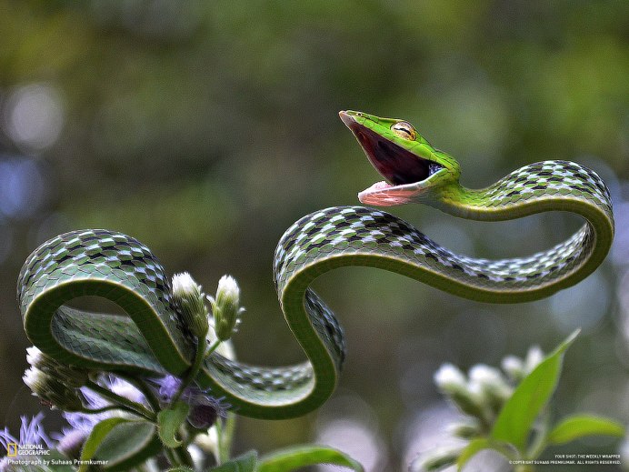 Анаконда eunectes beniensis