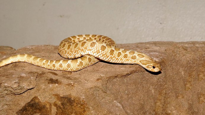 Western Hognose