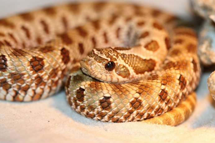 Heterodon nasicus